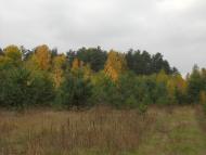 Струмок з panoramio.com