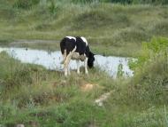 Шевченкове з panoramio.com