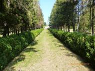 Вербова з panoramio.com