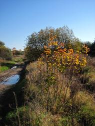 Черняхів з panoramio.com