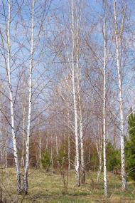 Суботці з panoramio.com