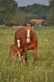 Соловіївка