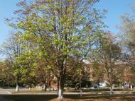 Ватутінський калей доскоп