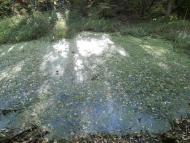 Рай на земле