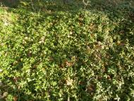 Рай на земле