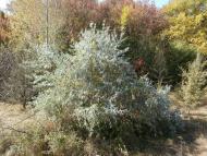 Рай на земле