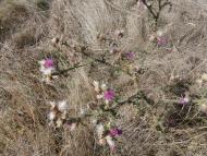 Рай на земле