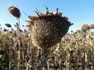 Рай на земле