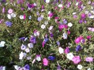 Ватутінський калей доскоп