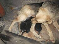 Донецьк-Моспине;війна.