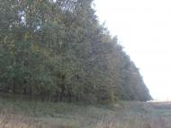 Рай на земле