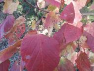 Рай на земле