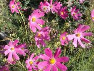 Ватутінський калей доскоп