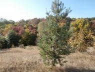 Рай на земле