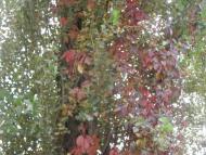 Рай на земле