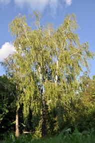 Соловіївка