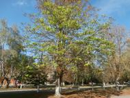 Ватутінський калей доскоп