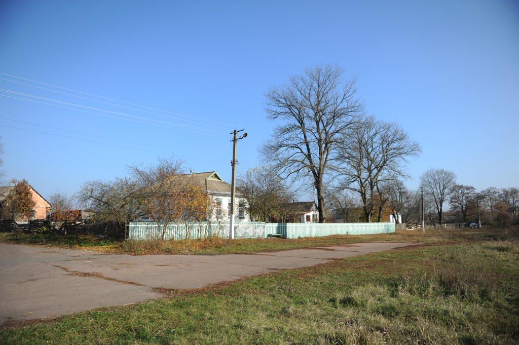 Нова Оржиця з panoramio.com - Новая Оржица