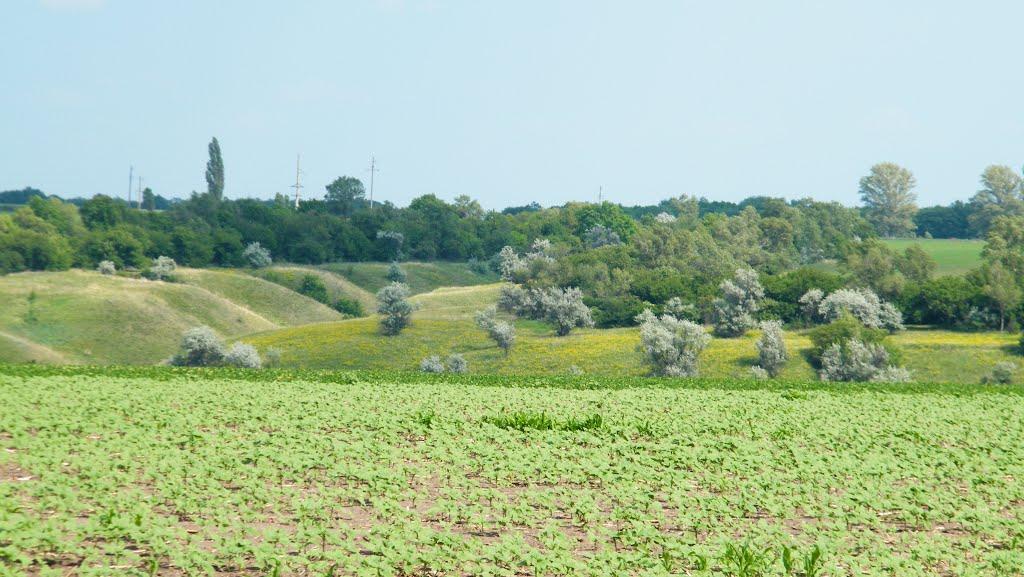 Світлогірське з panoramio.com - Светлогорское