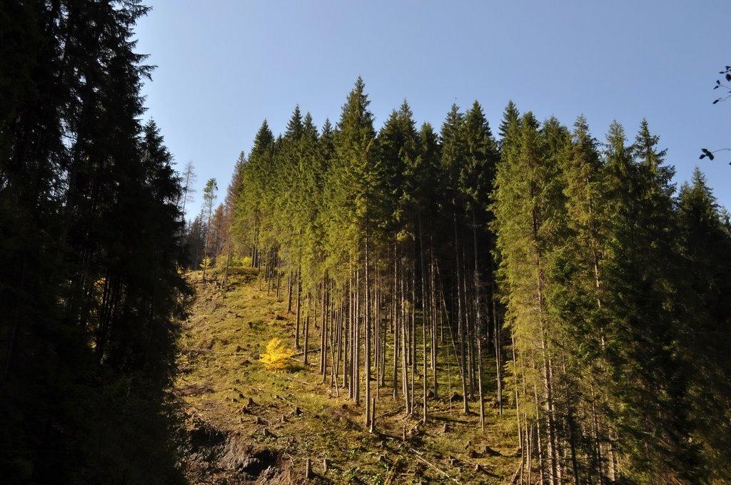 Осмолода з panoramio.com (ч.2) - Осмолода