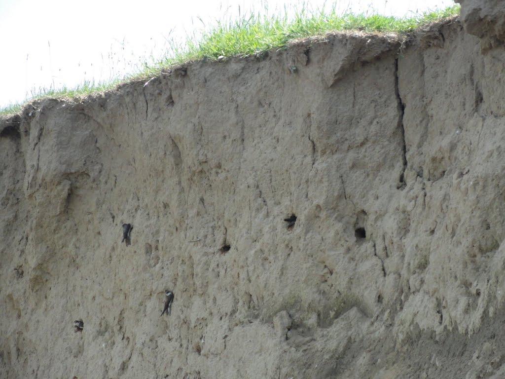 Тенетники з panoramio.com - Тенетники