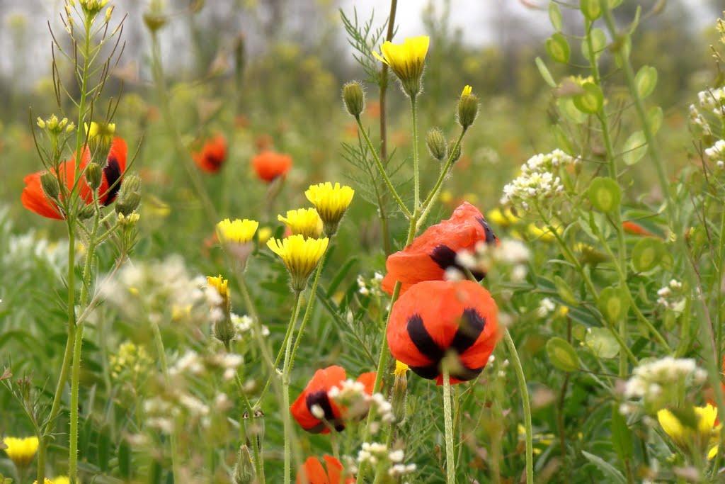 Осипенко з panoramio.com - Осипенко