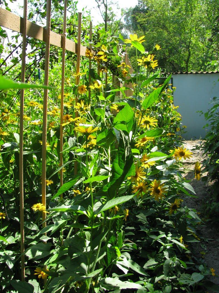 Вільноандріївка з panoramio.com - Вольноандреевка