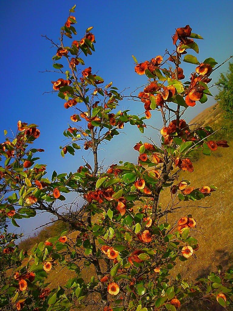 Каштани з panoramio.com - Каштани