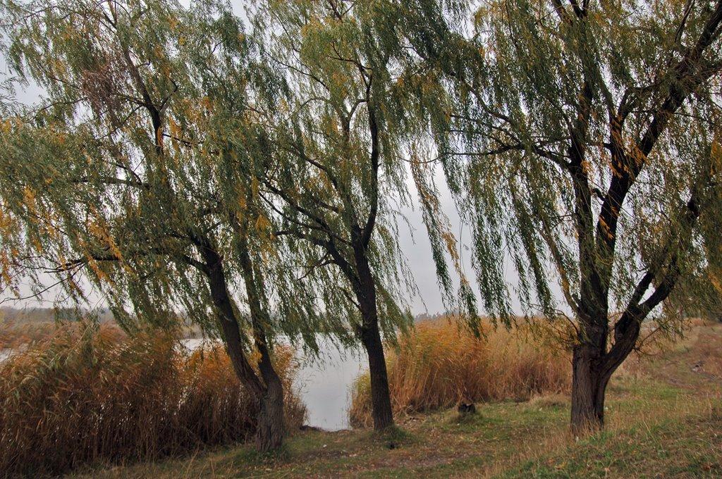 Кремінець з panoramio.com - Кременец