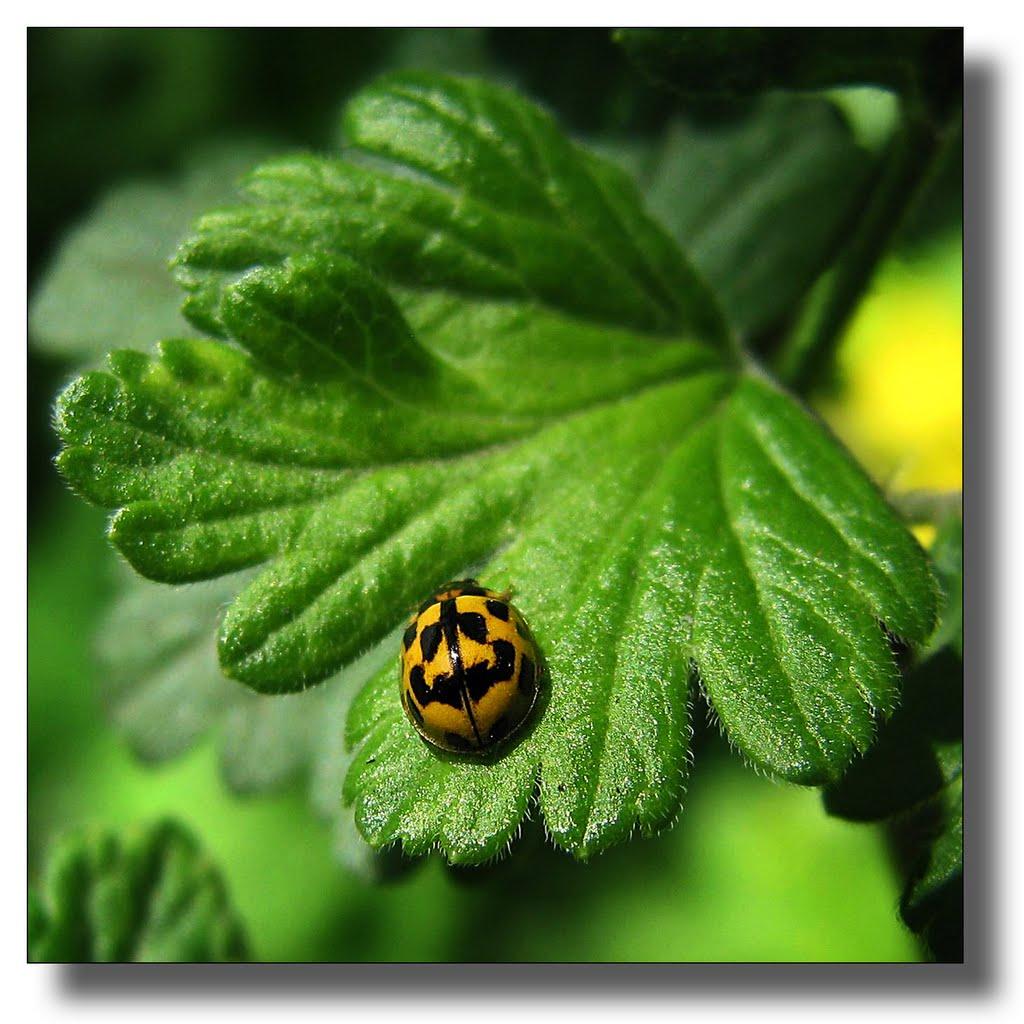 Красногорівка з panoramio.com - Красногорівка