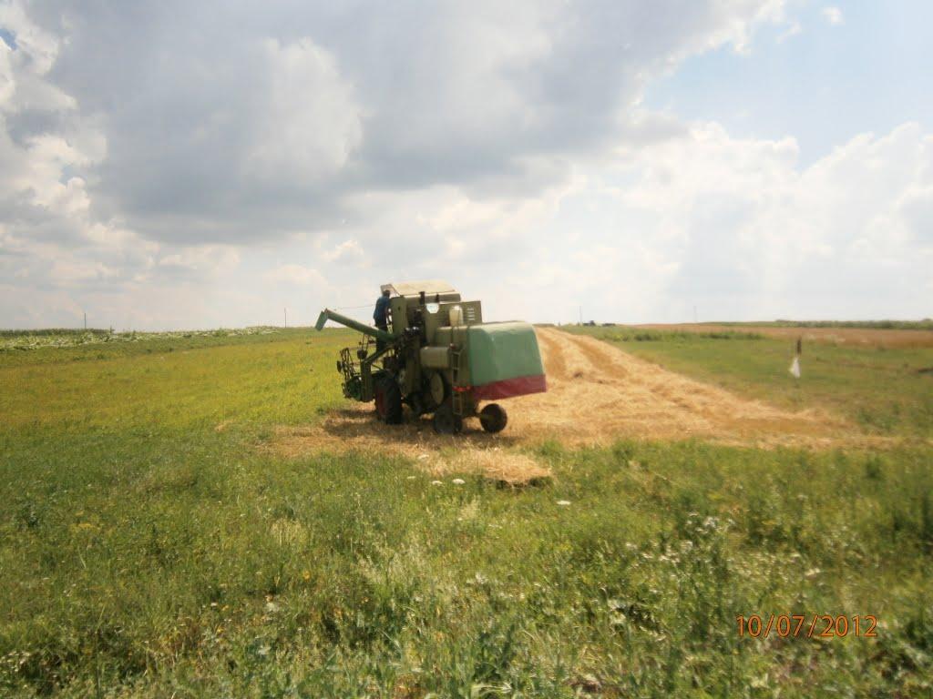 Берездівці з panoramio.com - Берездівці