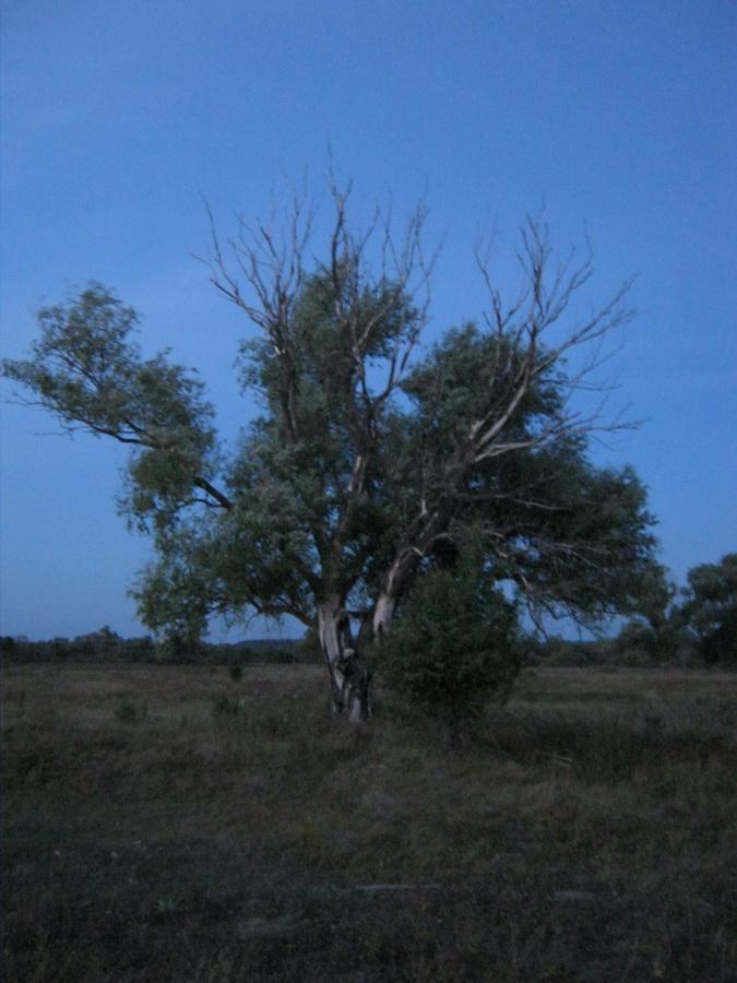 Велика Чернеччина з panoramio.com - Velyka Chernechchyna