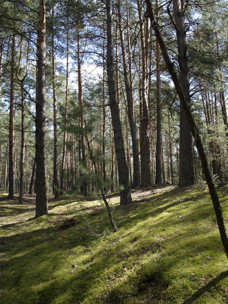 Шульгівка з panoramio.com - Шульгівка