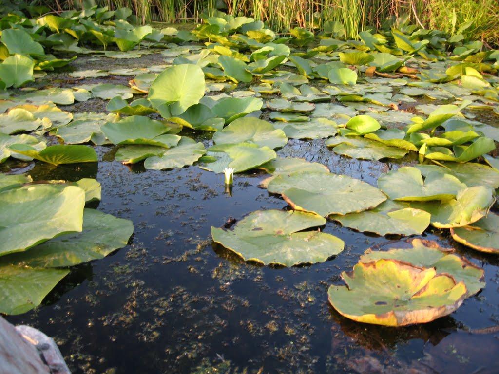 Щурове з panoramio.com - Schurove