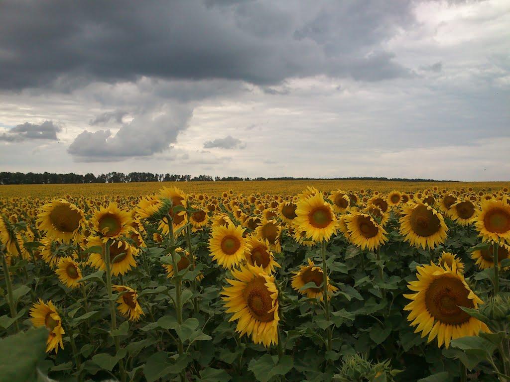 Халявин з panoramio.com - Халявин