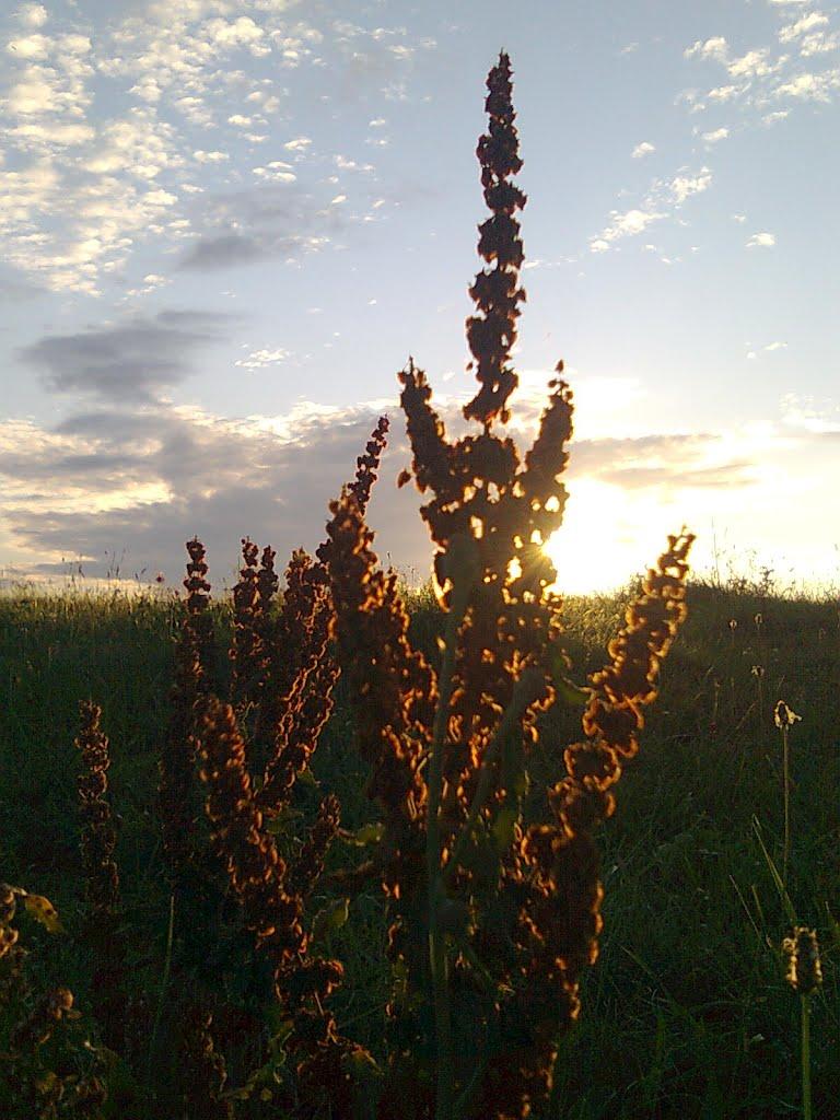Дениші з panoramio.com - Дениши