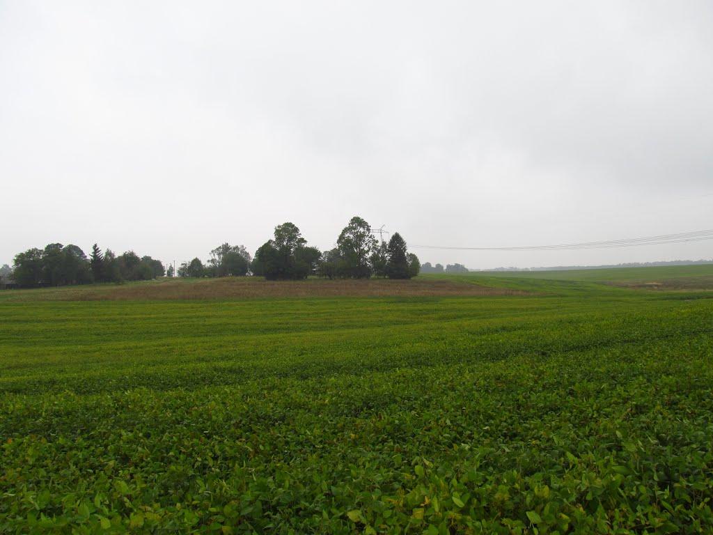 Панасівка з panoramio.com - Панасівка