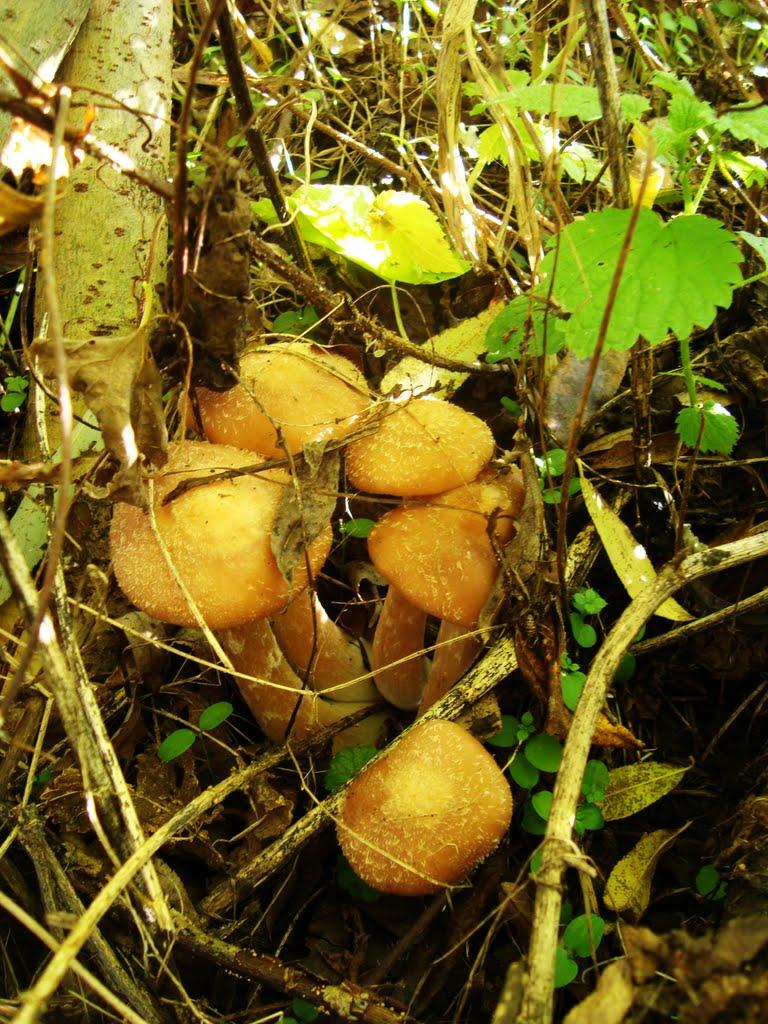 Хлистунівка з panoramio.com - Хлистунівка