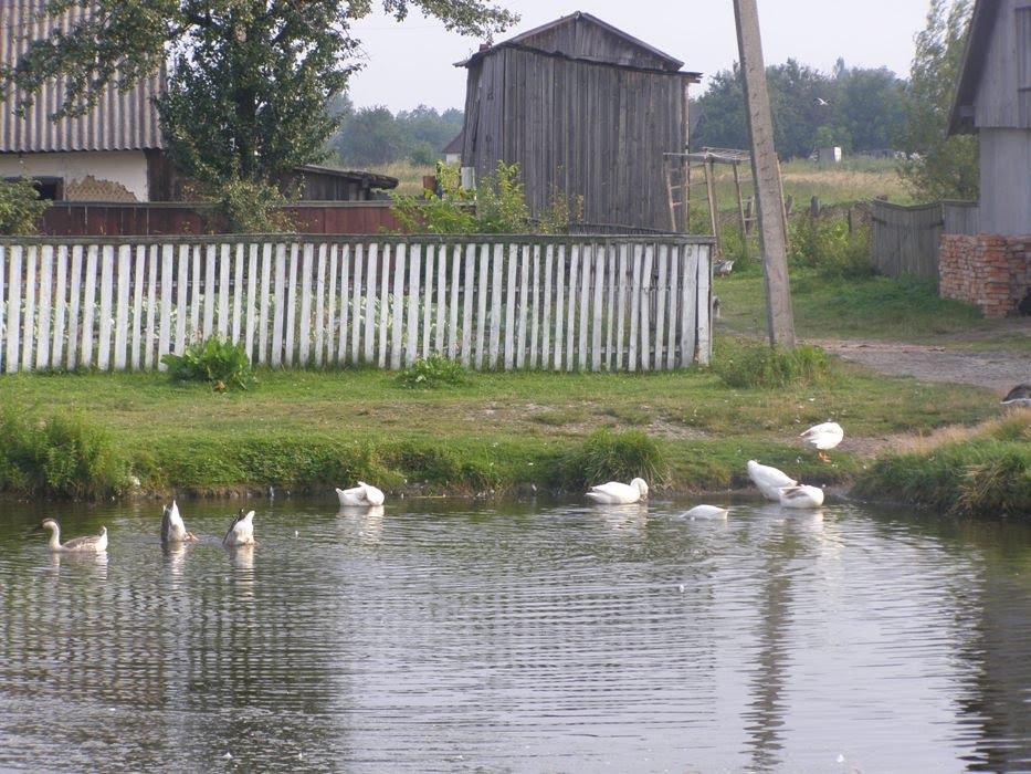 Дубрівка з panoramio.com - Дубровка