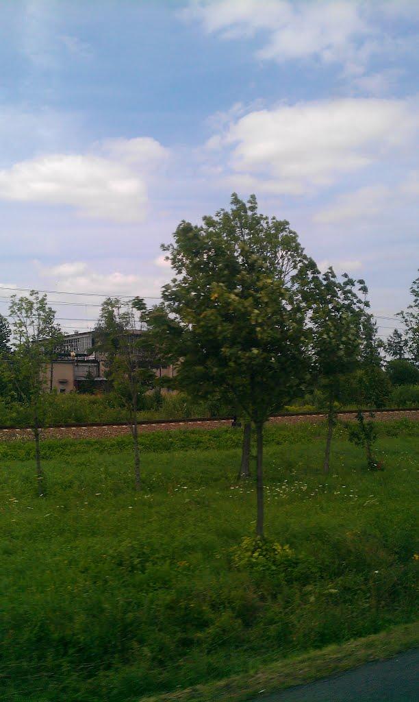 Биків з panoramio.com - Быков