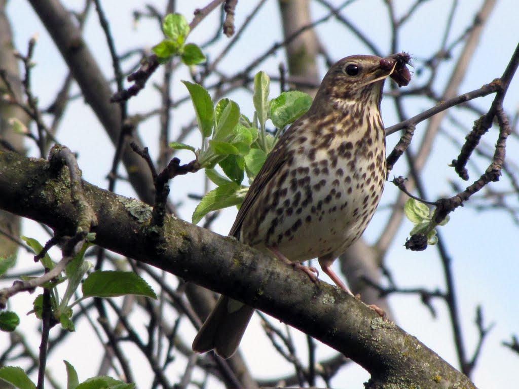 Чернігів з panoramio.com (ч.5) - Чернігів