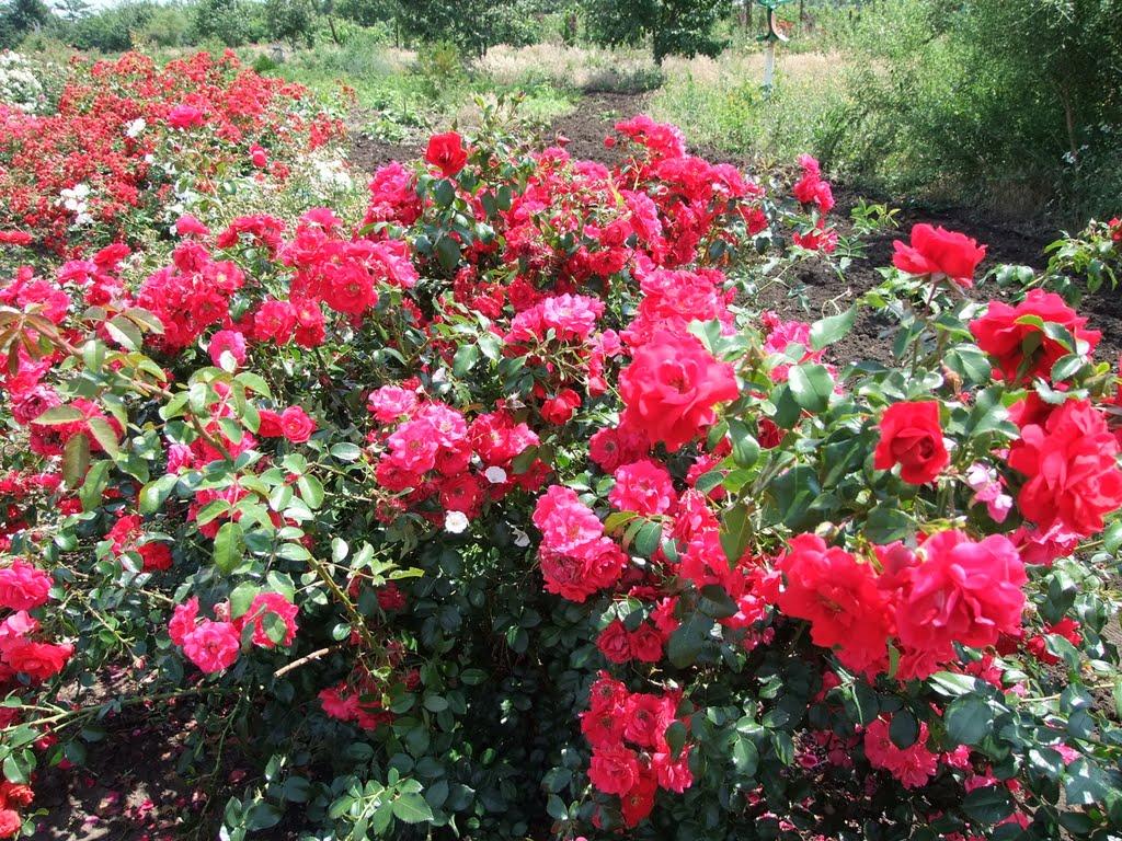 Кірове з panoramio.com - Кирово