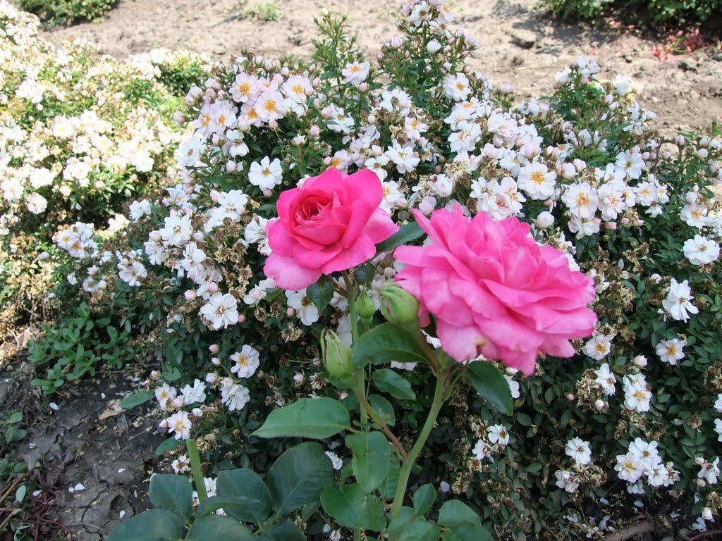 Кірове з panoramio.com - Кирово