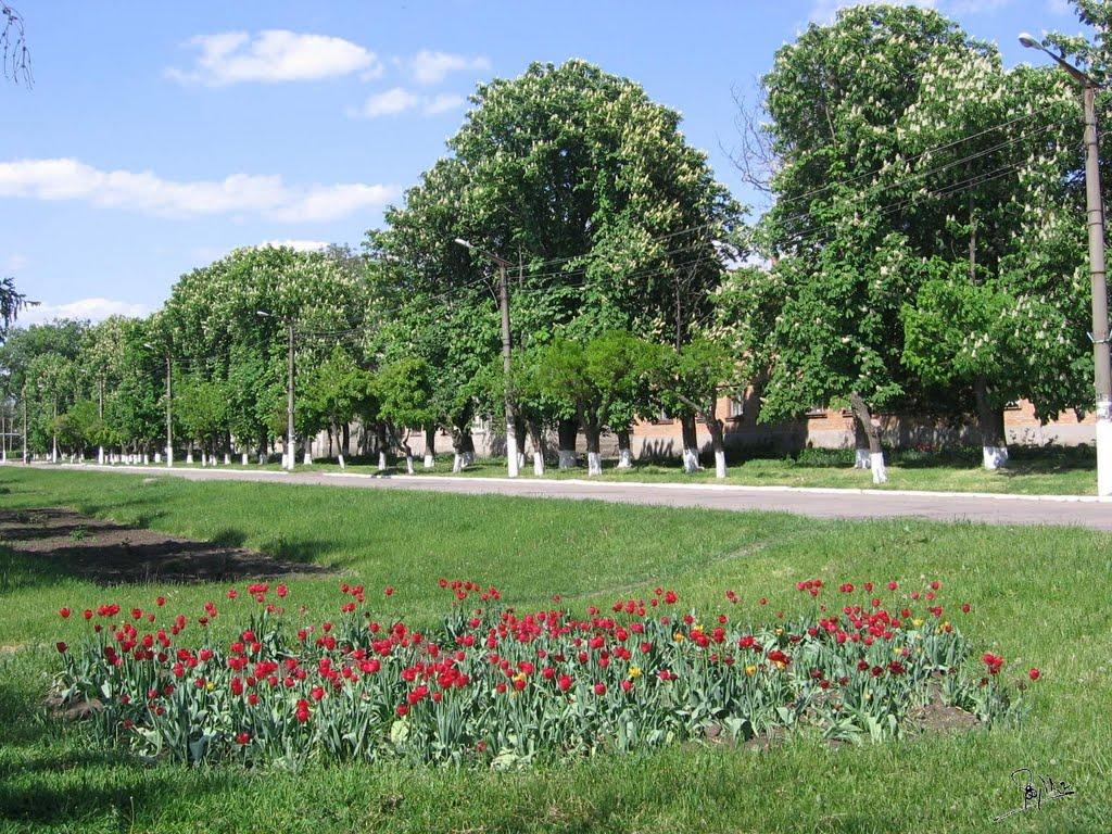 Арбузинка з panoramio.com - Arbuzynka