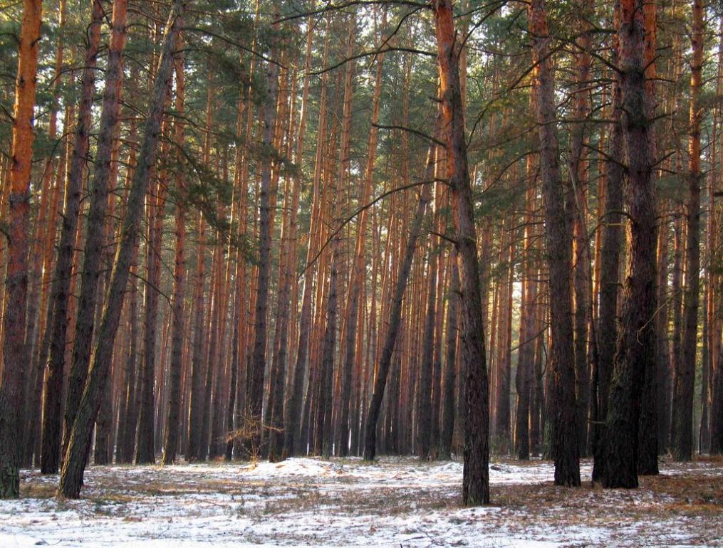 Букине з panoramio.com - Букине