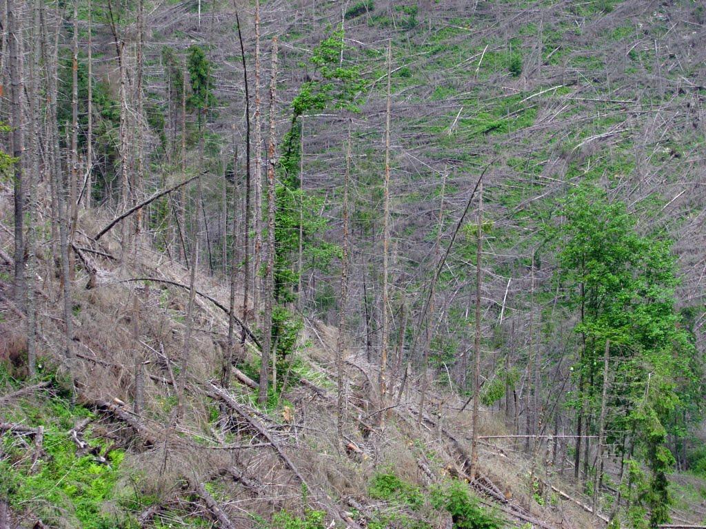 Осмолода з panoramio.com (ч.2) - Осмолода