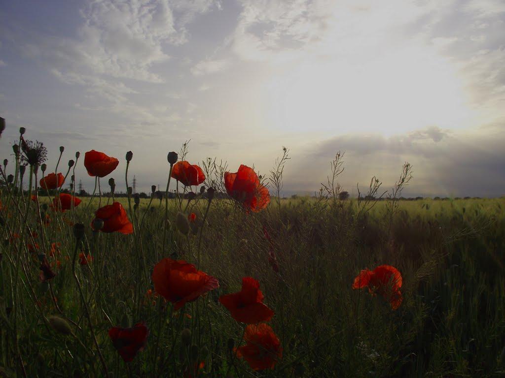 Клепиніне з panoramio.com - Клепиніне
