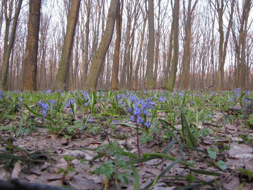 Богуслав з panoramio.com - Богуслав