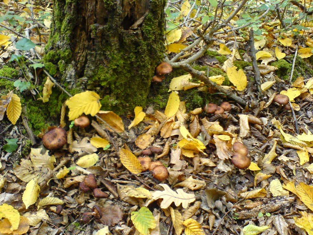 Пасицели з panoramio.com - Пасицели