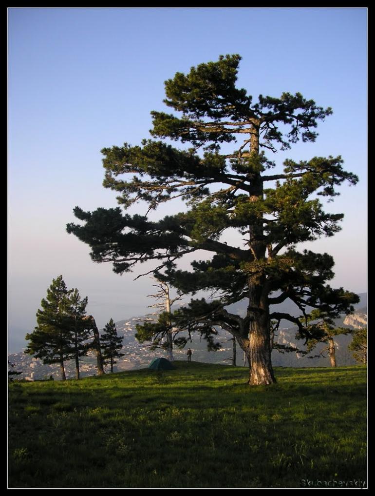 Совєтське з panoramio.com (ч.2) - Советское